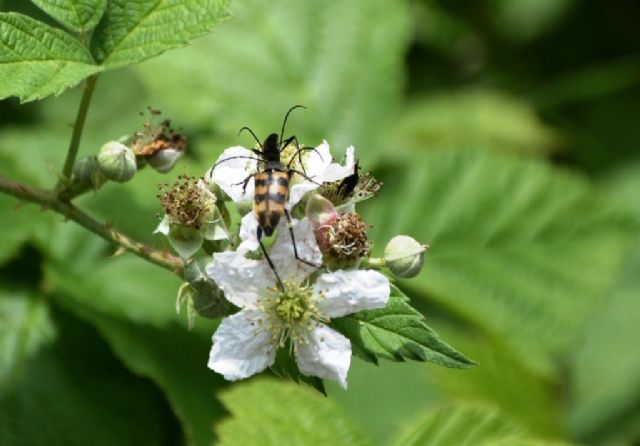 Cerambycidae:  Pachytodes cerambyciformis e cfr. Stenurella nigra